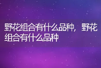 野花组合有什么品种