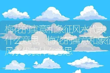 梅花的寓意和象征风水代表什么意思