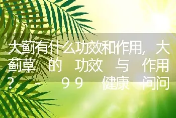 大蓟有什么功效和作用