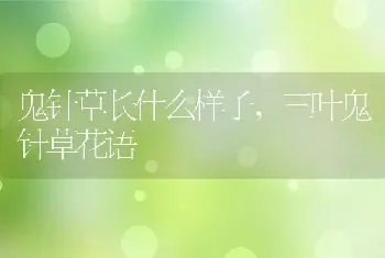 鬼针草长什么样子