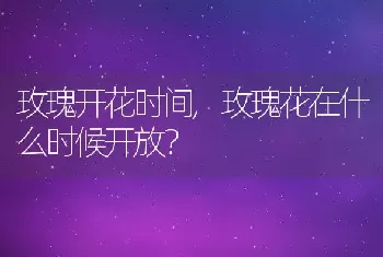 玫瑰花在什么时候开放