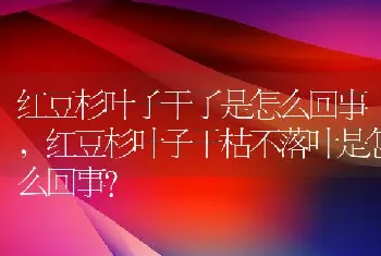 红豆杉叶子干枯不落叶是怎么回事