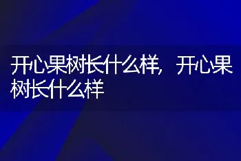 开心果树长什么样