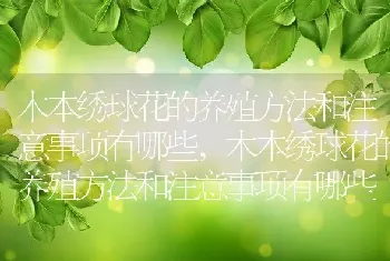 木本绣球花的养殖方法和注意事项有哪些