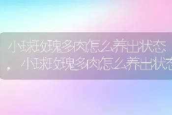 小球玫瑰多肉怎么养出状态