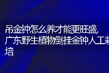 吊金钟怎么养才能更旺盛