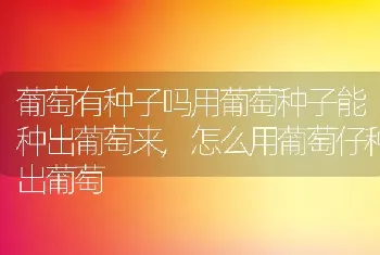 葡萄有种子吗用葡萄种子能种出葡萄来