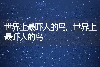 世界上最吓人的鸟