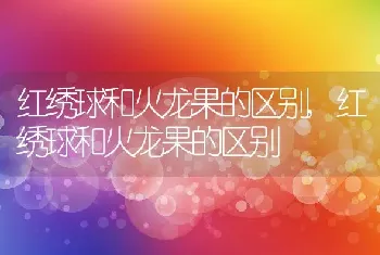 红绣球和火龙果的区别