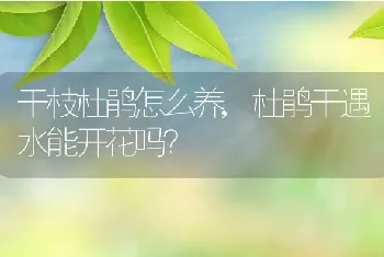 杜鹃干遇水能开花吗