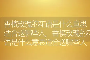 香槟玫瑰的花语是什么意思适合送哪些人