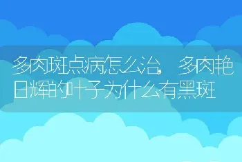 多肉斑点病怎么治