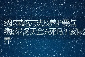 绣球花冬天会冻死吗该怎么养