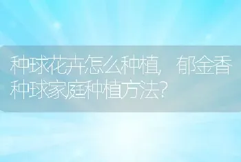 郁金香种球家庭种植方法