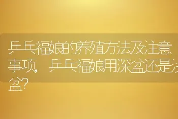 乒乓福娘用深盆还是浅盆