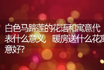 暖房送什么花寓意好