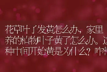 家里养的植物叶子黄了怎么办。这种中间开始黄是为什么咋整啊？