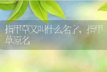 指甲草又叫什么名字