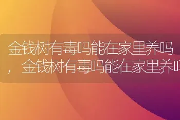 金钱树有毒吗能在家里养吗