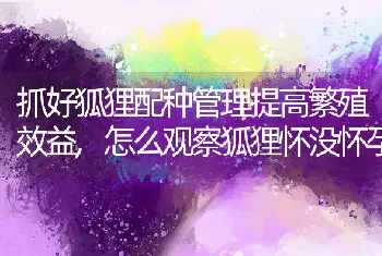 抓好狐狸配种管理提高繁殖效益