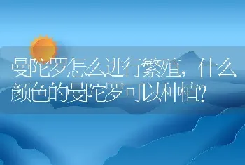 什么颜色的曼陀罗可以种植