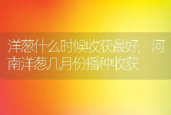 洋葱什么时候收获最好