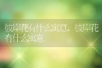 彼岸花有什么寓意