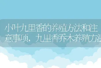 小叶九里香的养殖方法和注意事项