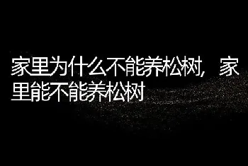 家里为什么不能养松树