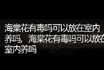 海棠花有毒吗可以放在室内养吗