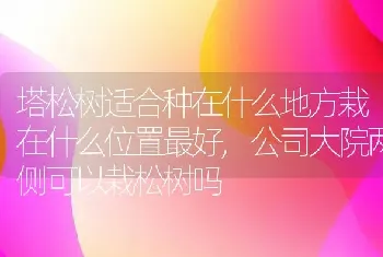 塔松树适合种在什么地方栽在什么位置最好