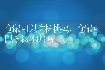 仓鼠可以吃核桃吗