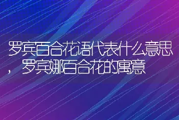 罗宾百合花语代表什么意思