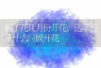 栀子花几月份开花