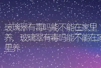 玻璃翠有毒吗能不能在家里养