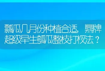 鼎牌超级早生瓠瓜整枝打杈法