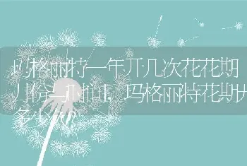 玛格丽特花期开多少久