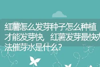 红薯发芽最快办法催芽水是什么