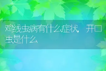 鸡线虫病有什么症状