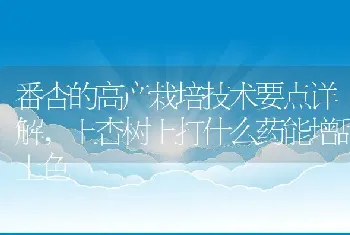 番杏的高产栽培技术要点详解