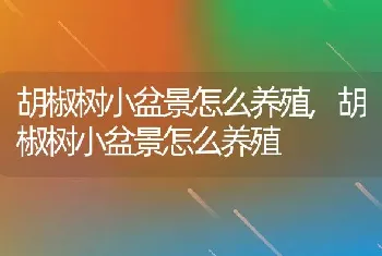 胡椒树小盆景怎么养殖