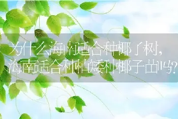 海南适合种植矮种椰子苗吗