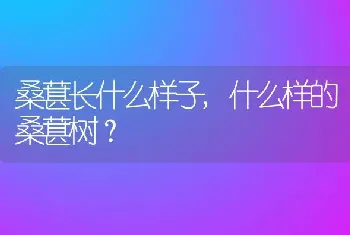 什么样的桑葚树