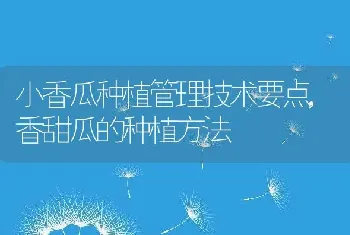 小香瓜种植管理技术要点