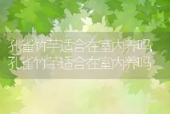 孔雀竹芋适合在室内养吗