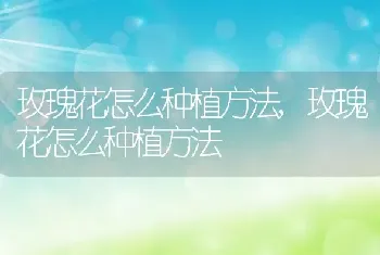 玫瑰花怎么种植方法