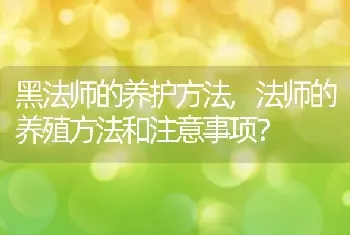 法师的养殖方法和注意事项