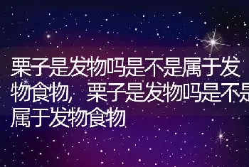 栗子是发物吗是不是属于发物食物