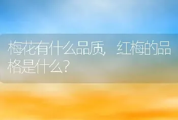 红梅的品格是什么