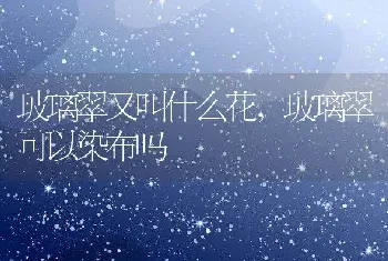 玻璃翠又叫什么花